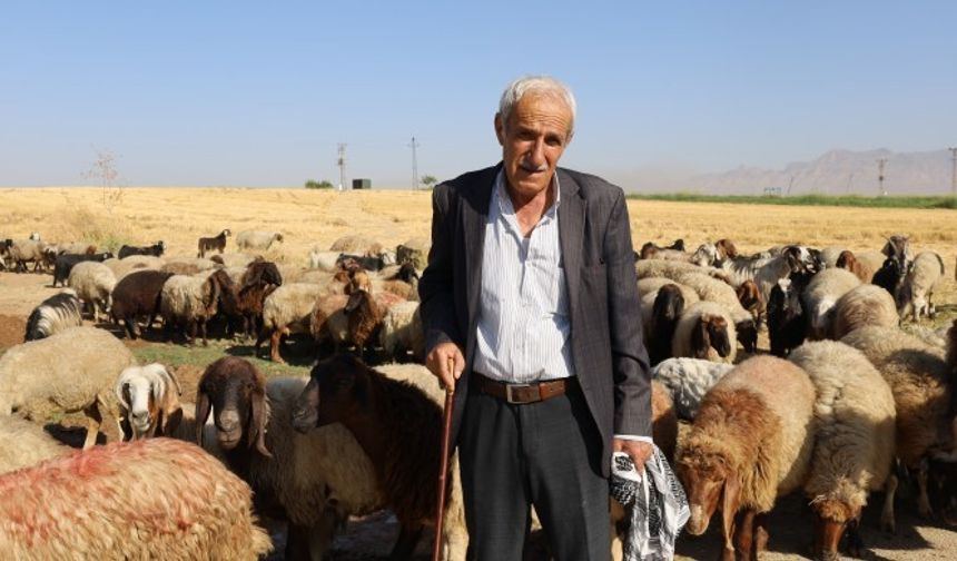 Şırnak’ta üretici zorda: Yayla yasakları ve girdi maliyetleri hayvancılığı bitiriyor