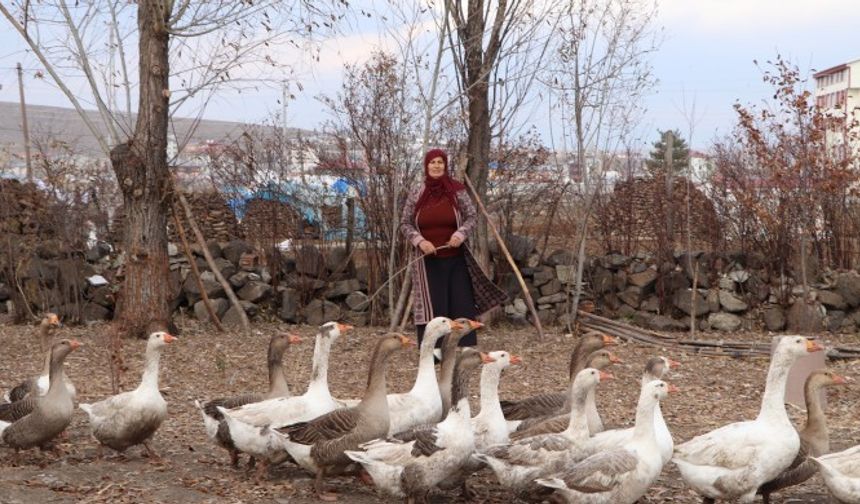 Ekonomik tablo ‘kaz besiciliğini’ nasıl etkiliyor?