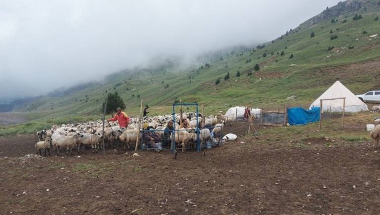 dersim şavaklar