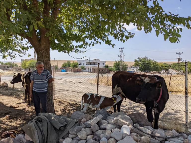 sur görme engelli buzağı yenievler